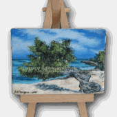 Fofoti "Divi-Divi" tree
